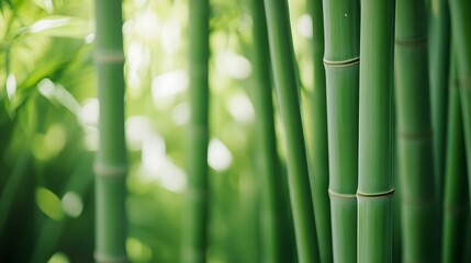 Fototapeta premium Lush Green Bamboo Stalks in a Forest Setting