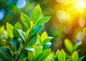 Obraz premium Bokeh Background with Elegant Laurel Wreath, Soft Focus, Nature Photography
