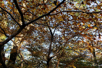 Beautiful brown, orange and green leaves in autumn forest. Tree branches with colorful foliage in fall background.