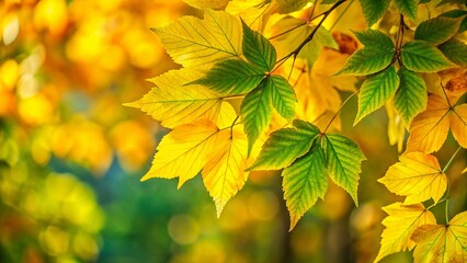 Fototapeta premium Box Elder Tree Leaves - Autumn Foliage, Vibrant Green and Yellow, Nature Photography