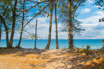 A few trees and grass on the high sea bank.