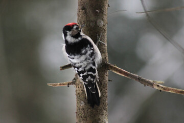Lesser spotted woodpecker (Dryobates minor) on spruce tree searching food in bark, blur background, winter season close up, Europe, Latvia.