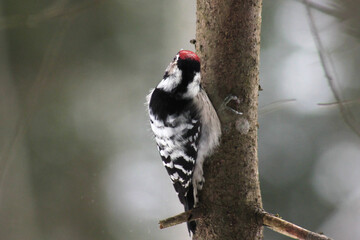 Lesser spotted woodpecker (Dryobates minor) on spruce tree searching food in bark, blur background, winter season close up, Europe, Latvia.