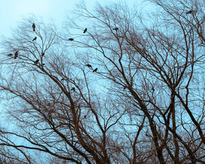 tree branches with birds against blue sky