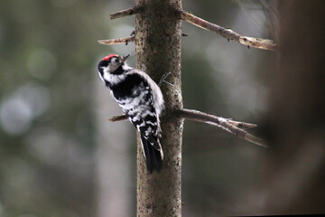 Lesser spotted woodpecker (Dryobates minor) on spruce tree searching food in bark, blur background, winter season close up, Europe, Latvia.