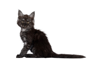Adorable black smoke Maine Coon cat kitten, sitting up side ways. Looking curious towards camera. Isolated cutout on a transparent background.