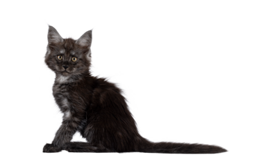 Adorable black smoke Maine Coon cat kitten, sitting up side ways. Looking curious towards camera. Isolated cutout on a transparent background.