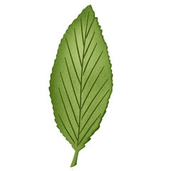green leaf isolated
