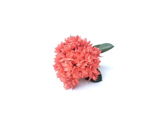 Beautiful red Asoca flowers isolated on white background. Floral decoration. Botanical photography for design 