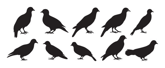 Obraz premium Silhouette Vector Graphics or black and white partridge , partridge vector silhouette, partridge bird icon vector illustration