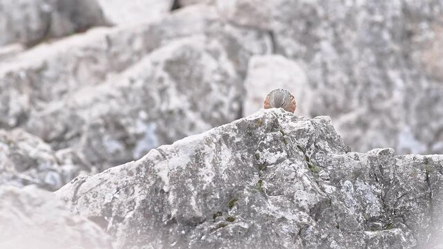 Among the rocks in the mountain areas, the Alpine accentor (Prunella collaris)