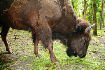Brown bison grazing in a forest clearing.  Notice its thick coat and powerful build.