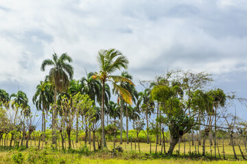 A lush green field with palm trees and a cloudy sky