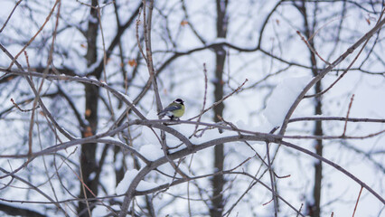 Winter bird on snow-covered branches.  A tiny bird perches amidst a snowy winter scene.