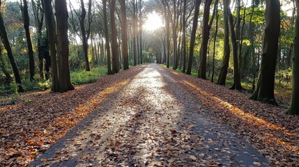 Obraz premium A tranquil forest path covered in fallen autumn leaves, with sunlight streaming through the trees