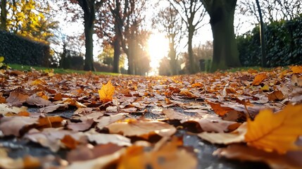 A tranquil forest path covered in fallen autumn leaves, with sunlight streaming through the trees