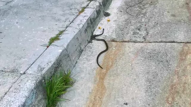 Large tropical snake crawls on the road Playa del Carmen Mexico.