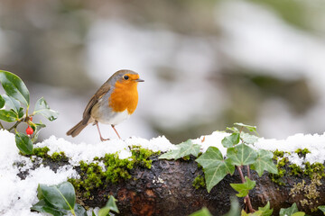 Festive Robin (erithacus rubecula) on a snowy log with holly and red berries. Winter scene....