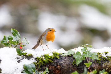 Attractive, festive Robin (erithacus rubecula) on a snowy log with holly and red berries. Winter scene. Yorkshire, UK in January