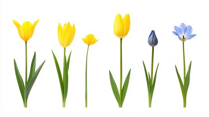 Colorful Tulips and Blossoms Arranged in a Line Against a Clean White Background