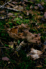 Withered Mushroom on Mossy Ground in Autumn Forest