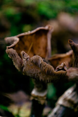 Withered Mushrooms on Mossy Ground in Autumn Forest