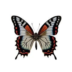 Obraz premium Beautiful Realistic Butterfly with Vibrant Wings on Transparent Background