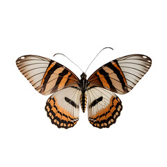 Fototapeta premium Beautiful Realistic Butterfly with Vibrant Wings on Transparent Background