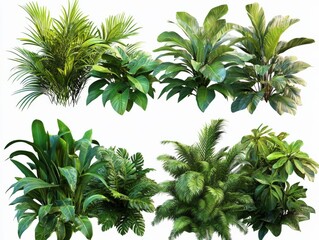 Obraz premium various tropical green plants on a white background