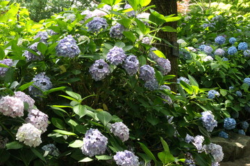 紫陽花