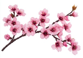 Fototapeta premium Delicate Pink Cherry Blossom Branch with Vibrant Flowers