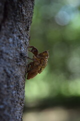 cicada exoeskeleton over a trunk with green bokeh background