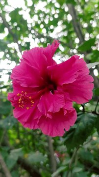 Hibiscus flower, Indian name Jaswand. Flower which is used to worship Lord Ganesha.