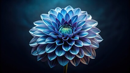 Low-light photography accentuates the ethereal beauty of a blue-grey dahlia, dramatically showcased against black.
