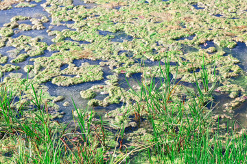 Swamp covered with green algae and surrounded by tall grass. Algae blooms, which can indicate nutrient pollution in the water and affect the aquatic ecosystem