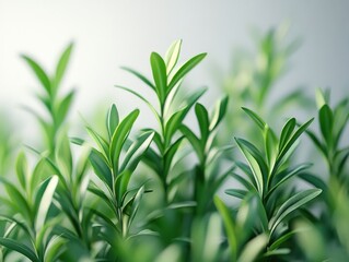 Obraz premium close-up of green plant leaves