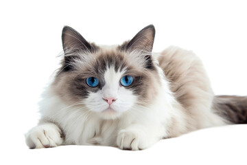 Playful Ragdoll Cat in Motion Isolated on Transparent Background