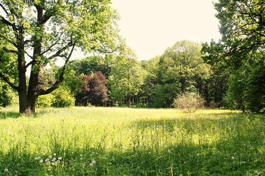 A sun-drenched meadow with tall grass and wildflowers. Close-up of a grassy field with a tree in the background. A minimalist landscape featuring a meadow and trees. Concept of nature at summer.