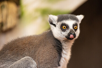 ring-tailed lemur, catta