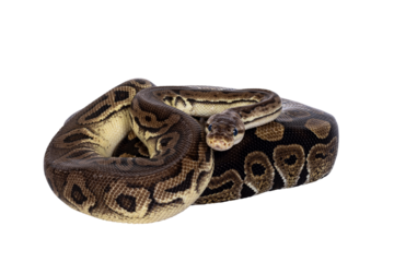 Two morphs of Ball Python aka Python Regius, tangled up and living as friend. Isolated cutout on a transparent background.