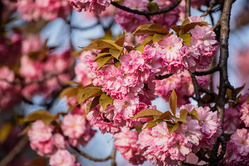 Sakura flowers blooming, spring seasonal Easter background