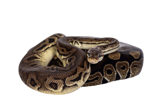 Two morphs of Ball Python aka Python Regius, tangled up and living as friend. Isolated cutout on a transparent background.