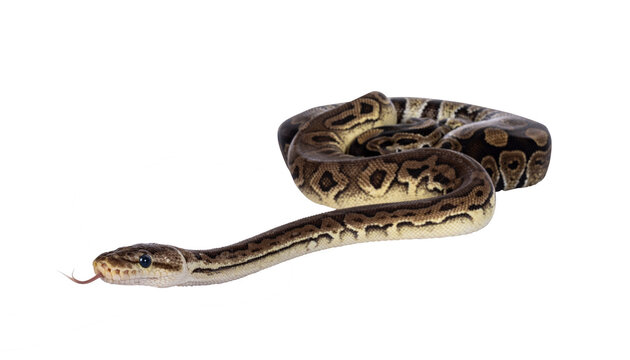 Two morphs of Ball Python aka Python Regius, tangled up and living as friend. Isolated cutout on a transparent background.