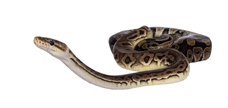 Two morphs of Ball Python aka Python Regius, tangled up and living as friend. Isolated cutout on a transparent background.