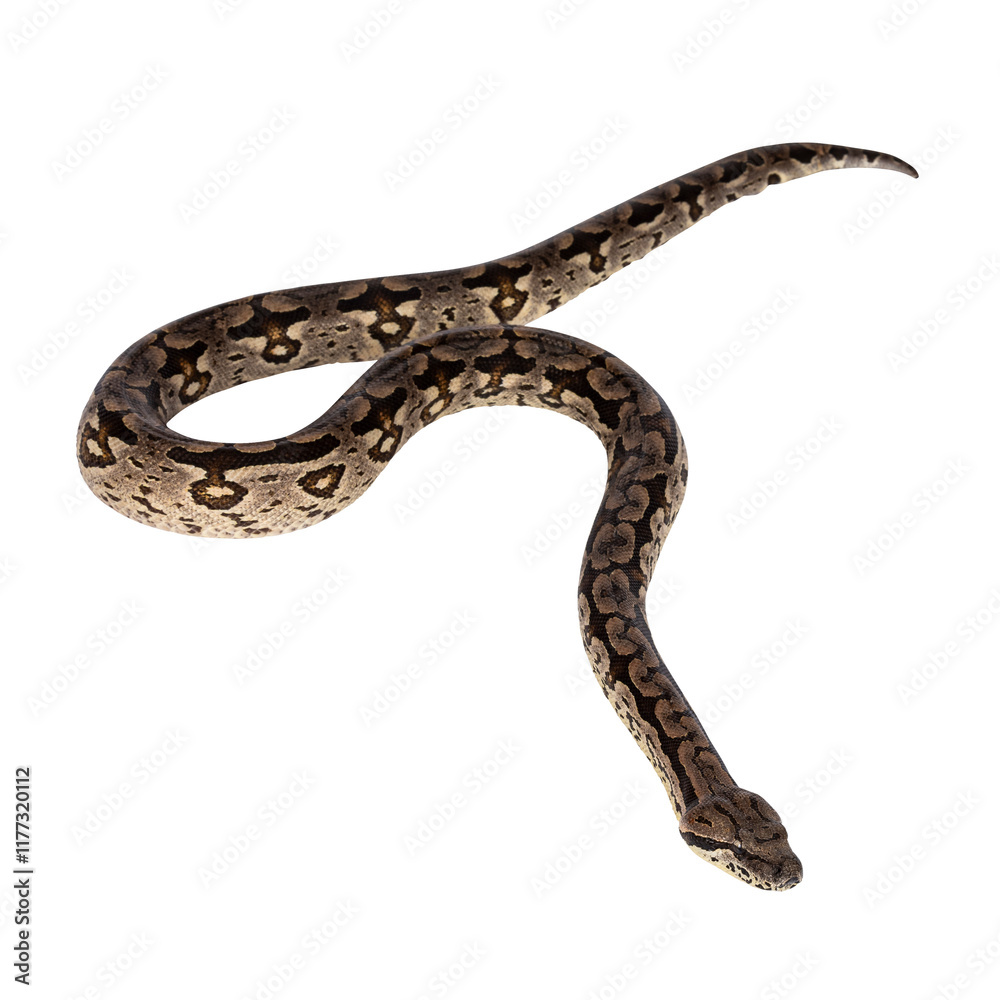 Poster full body shot of a boa snake in movement. isolated cutout on a transparent background.