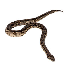 Obraz premium Full body shot of a Boa snake in movement. Isolated cutout on a transparent background.