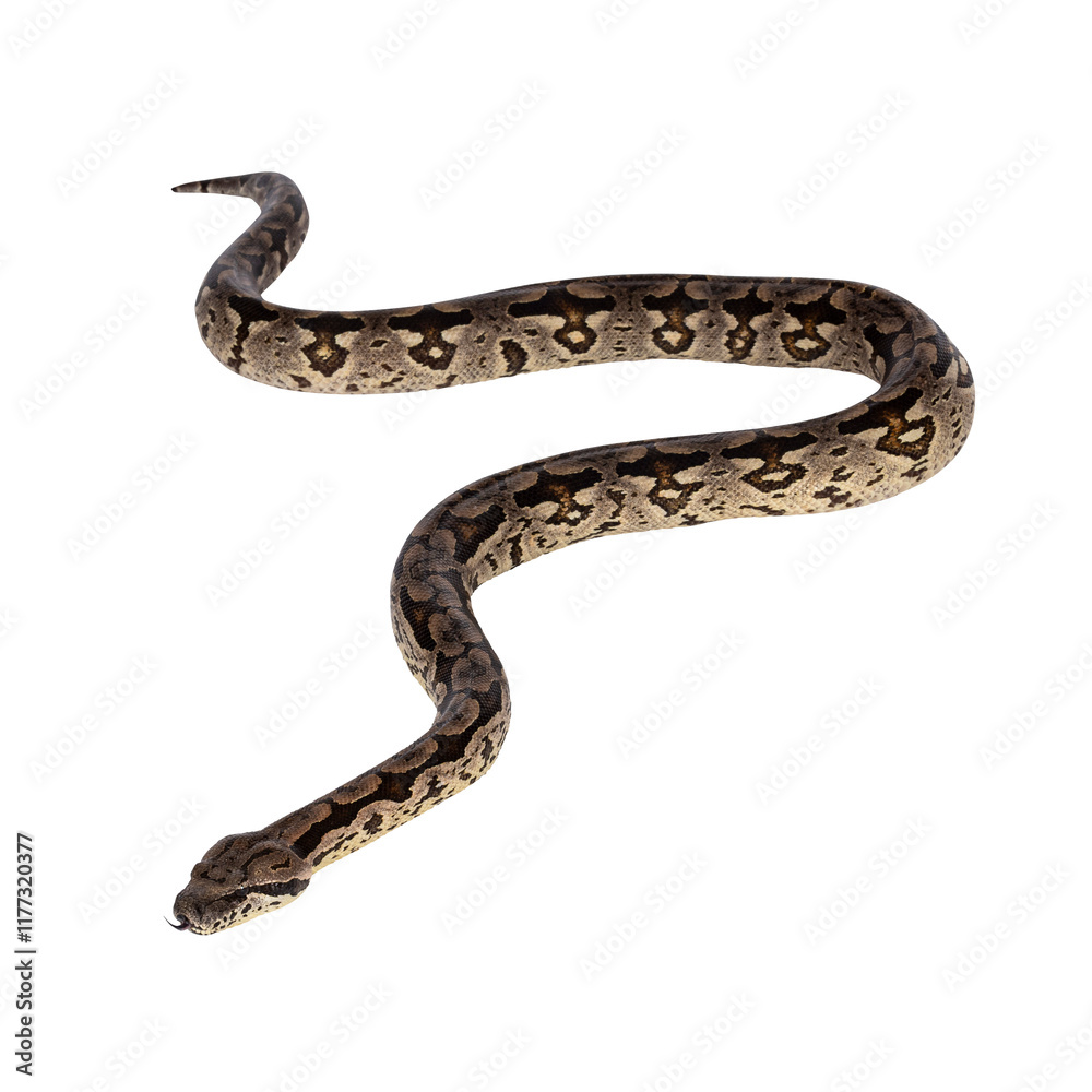 Poster full body shot of a boa snake in movement. isolated cutout on a transparent background.