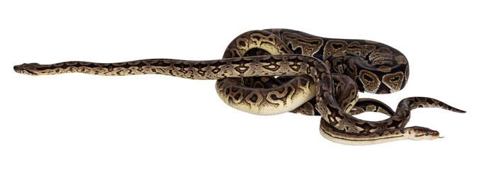 3 snakes; 2 Ball Python and a Boa, tangled up and living like friends. Isolated cutout on a transparent background.