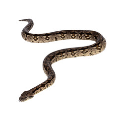 Full body shot of a Boa snake in movement. Isolated cutout on a transparent background.