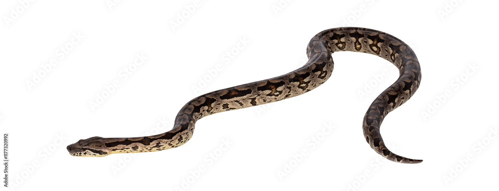 Poster full body shot of a boa snake in movement. isolated cutout on a transparent background.